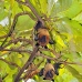 bat_fruit_lan_baa_v_0305_mal0795.jpg